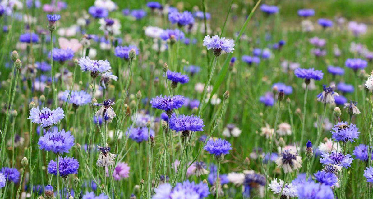 慷慨心花的寓意是什么？它的花语有何深意？