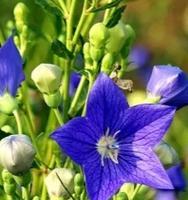 不甘心的爱用什么花语表达？哪种花代表执着的爱情？