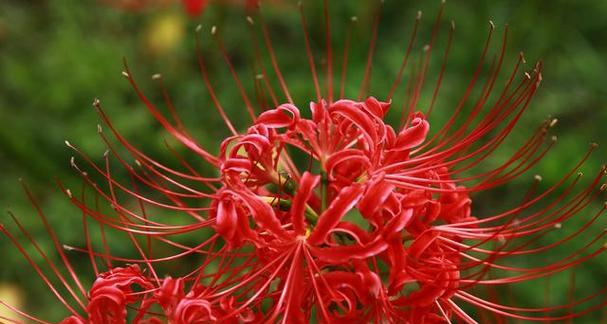 曼陀罗花在烟花下有何花语？它代表了什么？