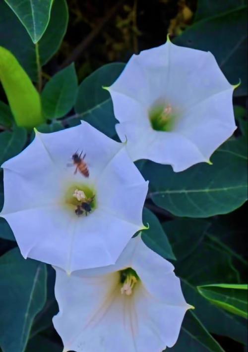 曼陀罗花在烟花下有何花语？它代表了什么？