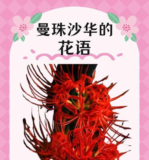 曼陀罗花在烟花下有何花语？它代表了什么？