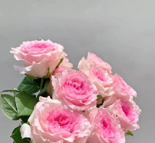 死亡粉色玫瑰花的花语是怎样的？