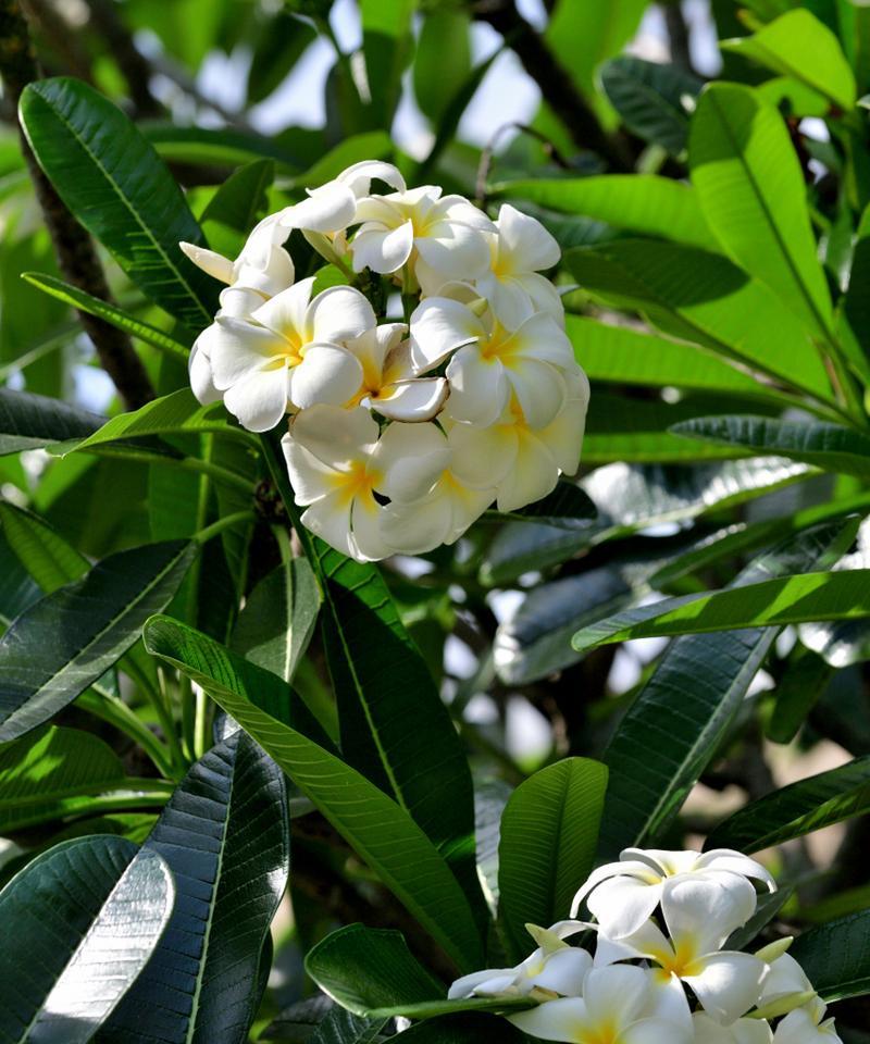 鸡蛋花在日本的花语有何特别？