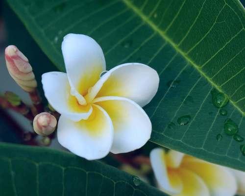 鸡蛋花在日本的花语有何特别？