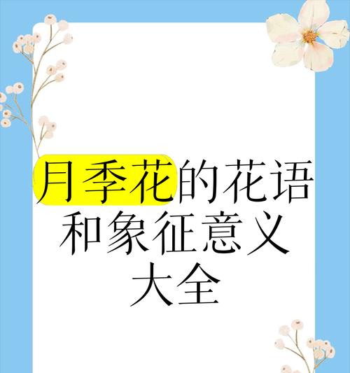 渐变月季花语及其寓意是什么？