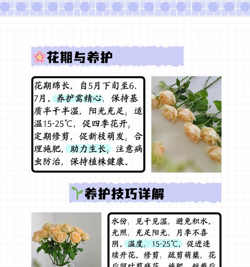 渐变月季花语及其寓意是什么？