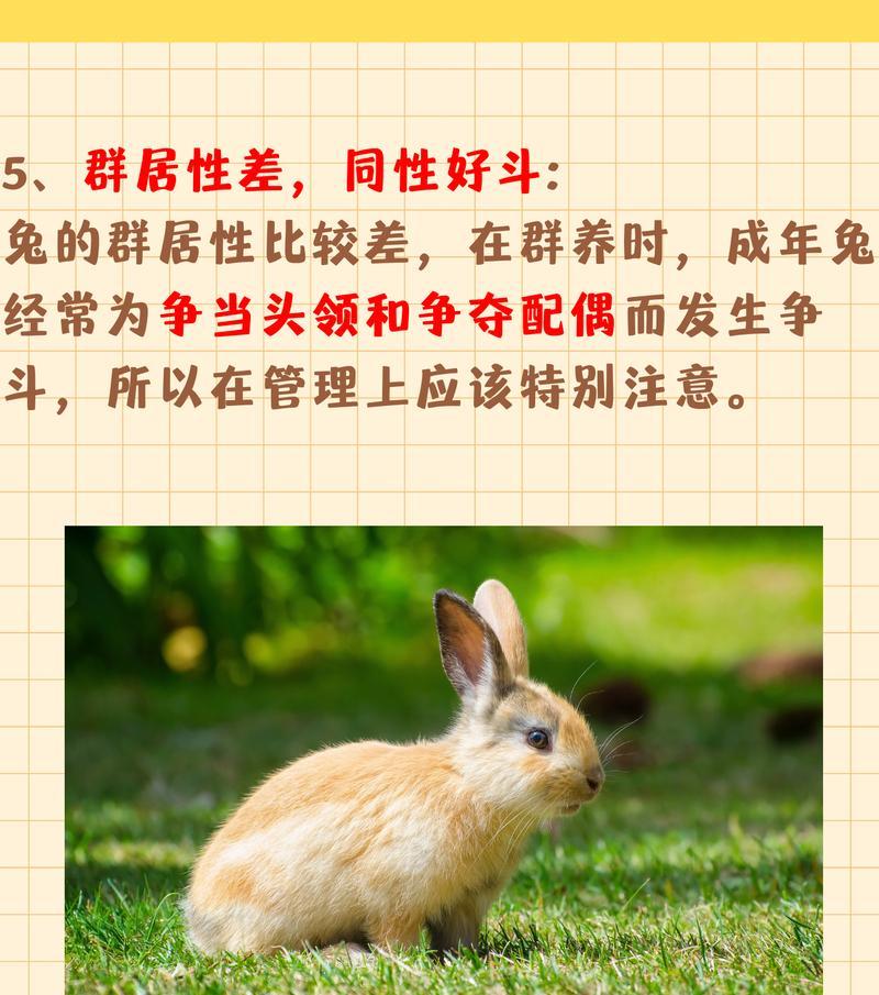 描述兔子的花语是什么？兔子形象在花语中代表了什么？