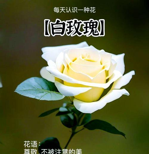 蔓泊玫瑰的花语和寓意是什么？