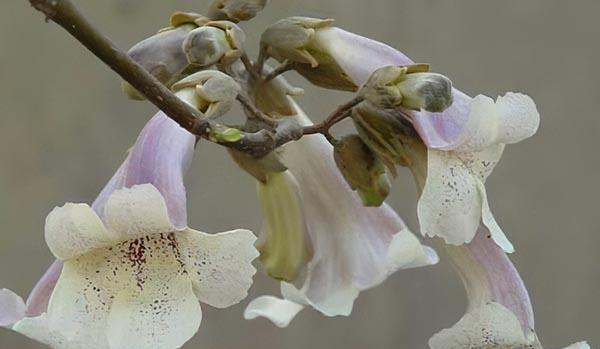白花的种类有哪些？白花的花语是什么？