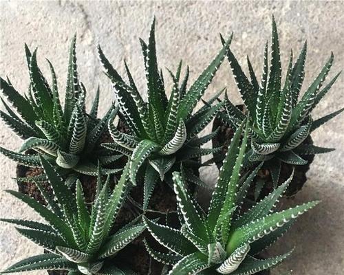 龙骨多肉的花语和寓意是什么？它在植物界中代表了什么？