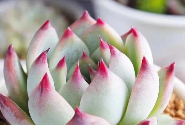 龙骨多肉的花语和寓意是什么？它在植物界中代表了什么？