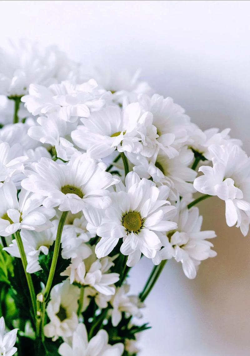 暗恋时送什么花合适？暗恋花语有哪些？