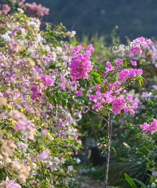 菲比适合哪种花的花语？