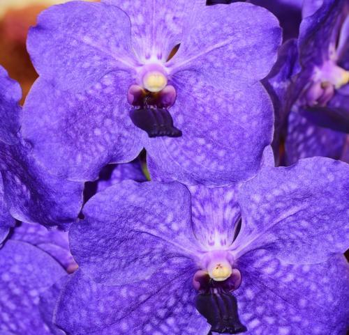 嫁出去的花语是什么意思？花语背后的情感解读？