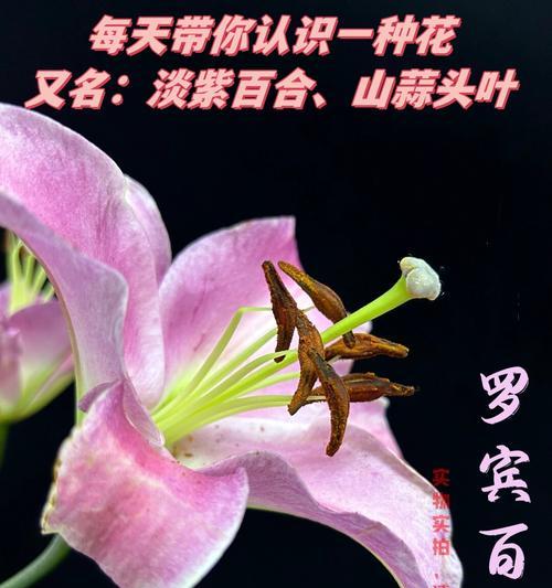 嫁出去的花语是什么意思？花语背后的情感解读？