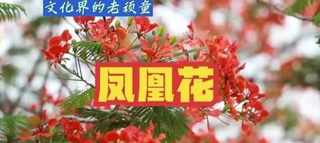 嫁出去的花语是什么意思？花语背后的情感解读？