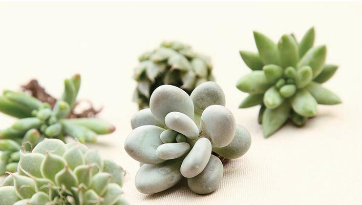 花语堂是什么项目开发的？它是由哪个团队开发的？
