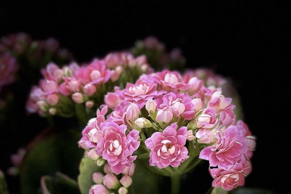 哪种花的花语象征着团结？