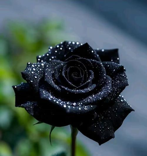 不在意的花语和寓意是什么花？表达不在意情绪的花有哪些？