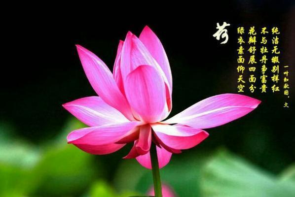 月光荷花的花语有何寓意？