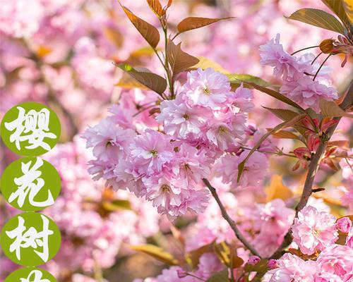樱花树的花语有何寓意？
