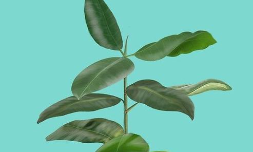 印度榕树花语是什么？榕树在文化中的象征意义？
