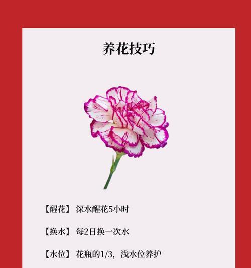 蔬菜康乃馨的花语有何特别之处？