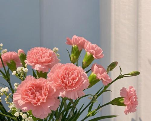 蔬菜康乃馨的花语有何特别之处？
