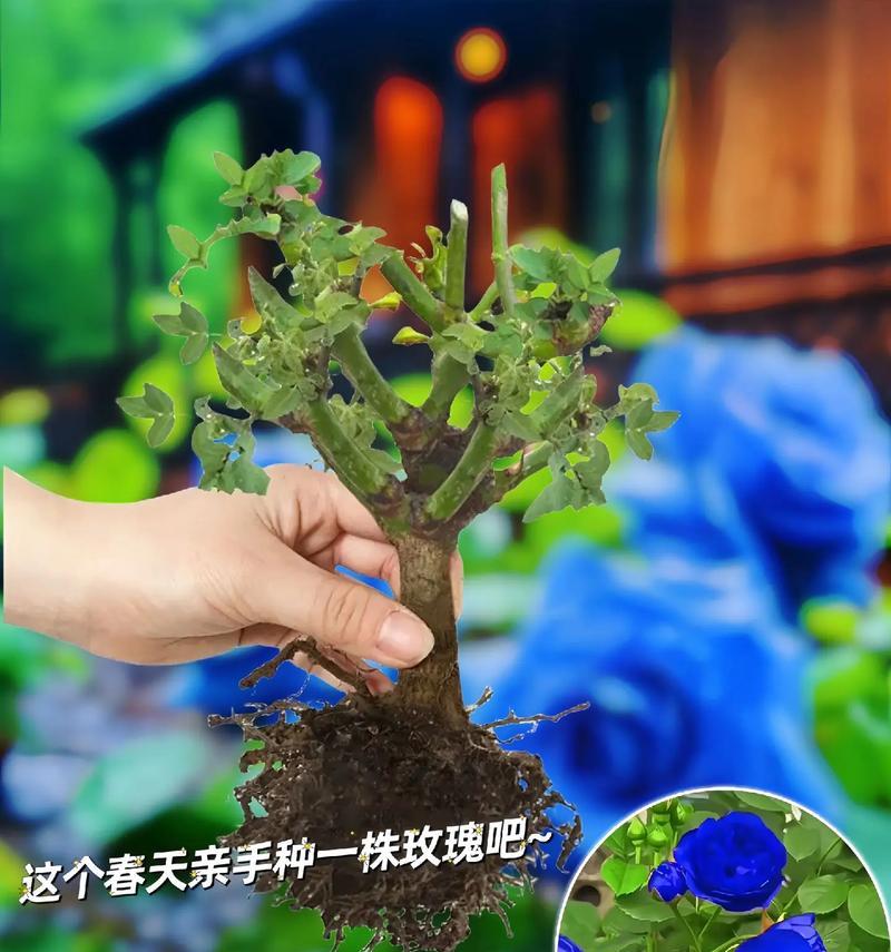 浅蓝玫瑰的寓意是什么？它代表了怎样的情感？
