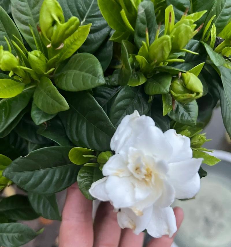 栀子花的花语背后有何故事？