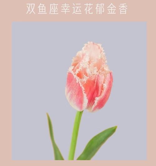花语中幸运的意思通常指什么？