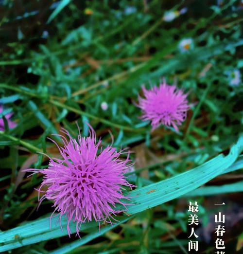 沉稳的爱在花语中如何表达？它象征着什么？