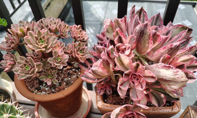 红叶子植物的花语有何特别之处？