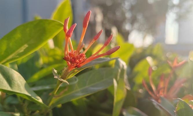 红叶子植物的花语有何特别之处？