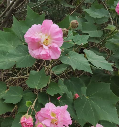 粉色腊梅花的花语是什么？