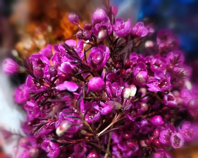 粉色腊梅花的花语是什么？