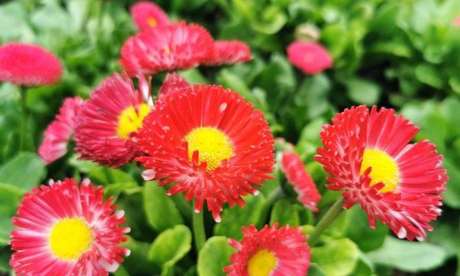 红色雏菊的花语有何含义？它在花语中象征着什么？