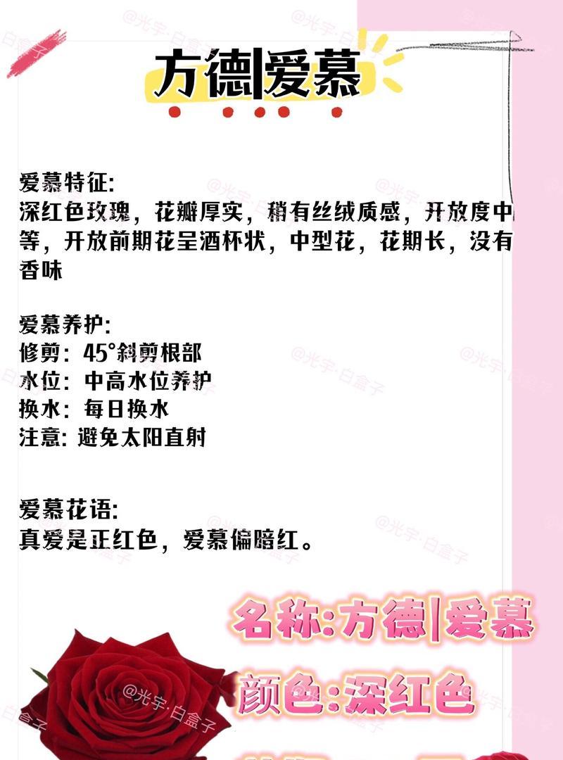 火辣红玫瑰花语有何含义？