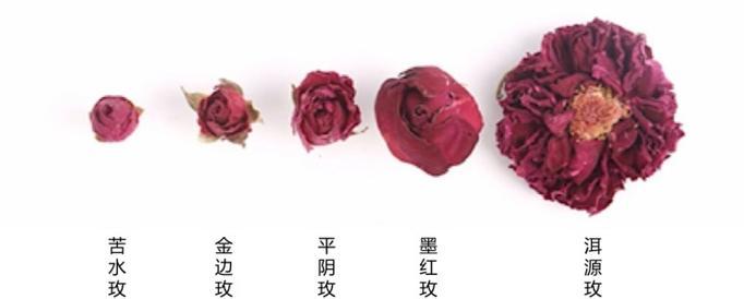 可食用玫瑰花的管理技巧有哪些？