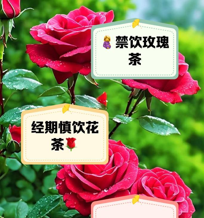 可食用玫瑰花的管理技巧有哪些？