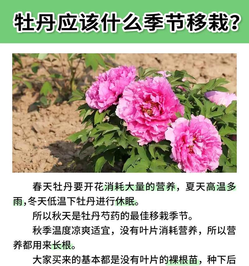 小院子牡丹花的养护技巧有哪些？如何保持其美观？