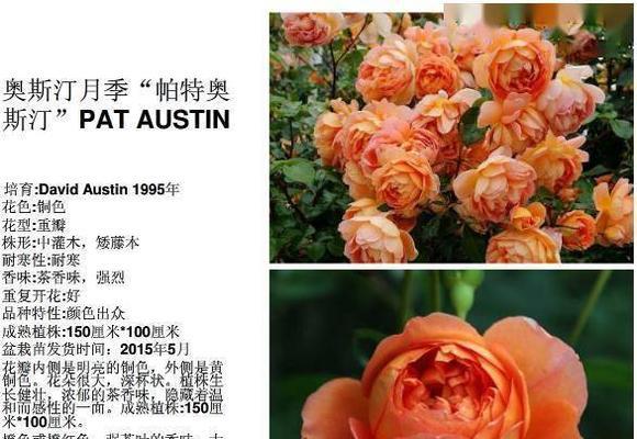 如何培育出最佳品种的玫瑰花？