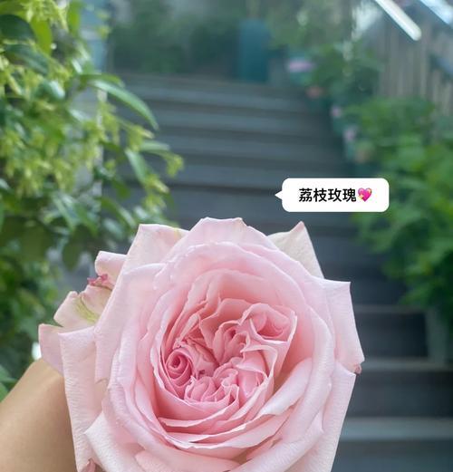 如何培育出最佳品种的玫瑰花？