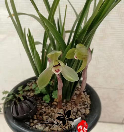 君子兰绿色斑点品种有何特点？