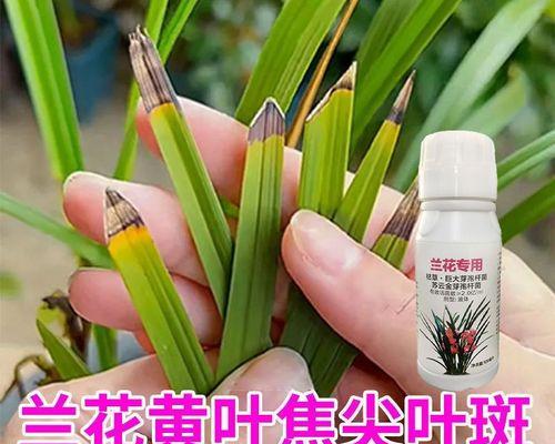 君子兰绿色斑点品种有何特点？
