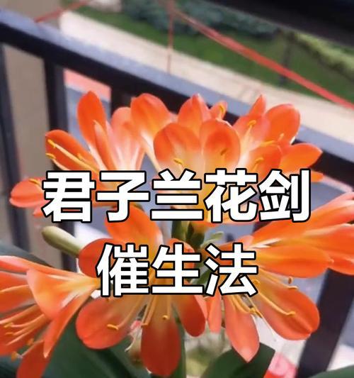 君子兰不开花的解决方法是什么？