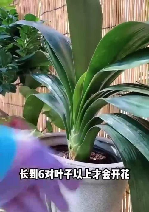 君子兰不开花的解决方法是什么？