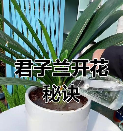 君子兰不开花的解决方法是什么？