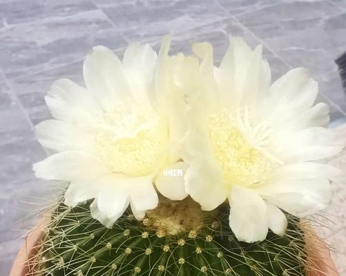 金冠植物仙人球怎么养护和管理？如何保持其健康？