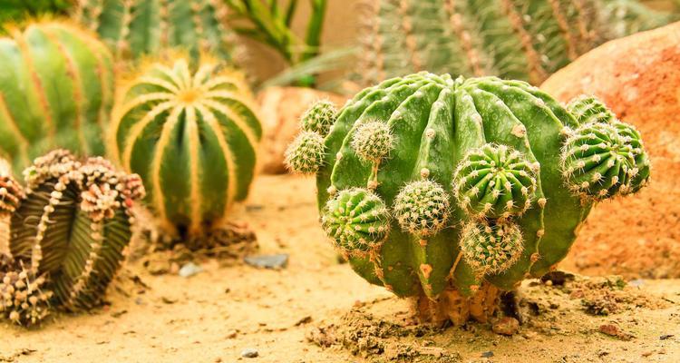 金冠植物仙人球怎么养护和管理？如何保持其健康？